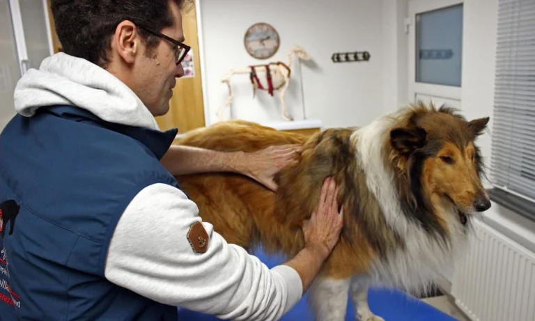 Tierarzt Maximilian Welter - Manualtherapie für Pferd & Hund