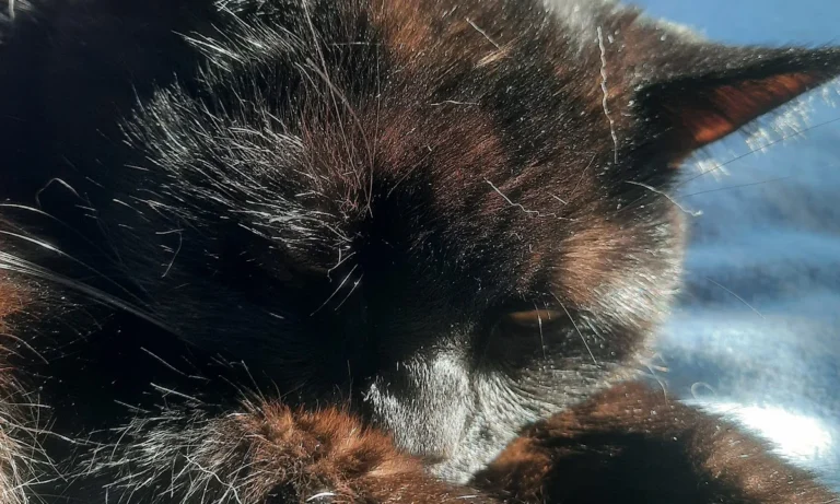 Tierarzt Michael Müller