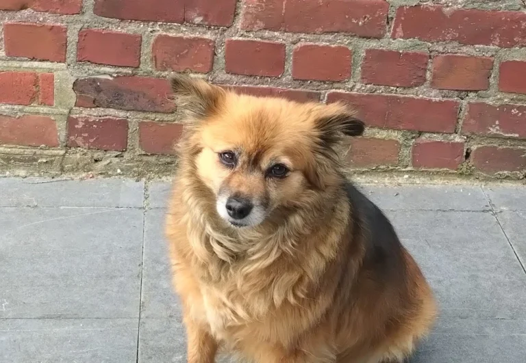 Tierarzt Michael Müller