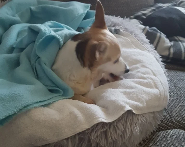 Tierarzt Michael Müller