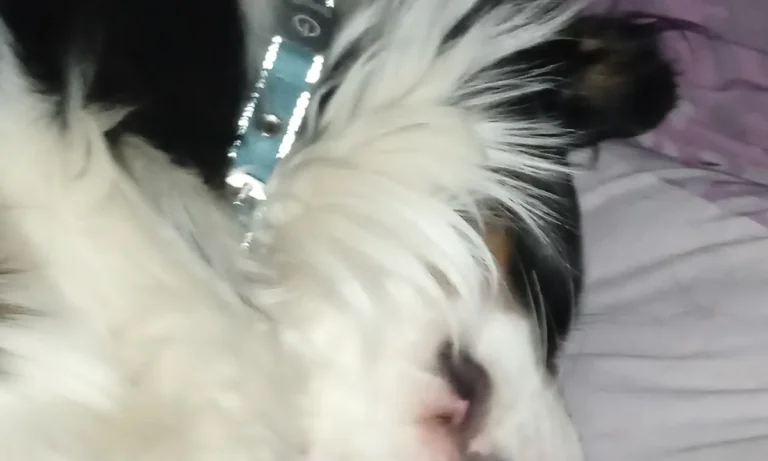 Tierarzt Michael Müller