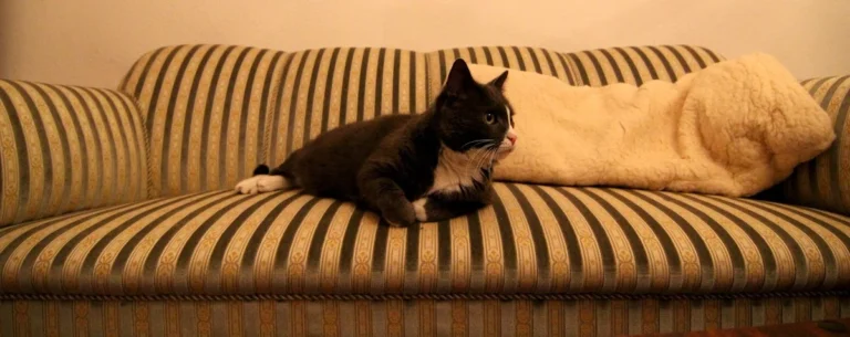 Tierarzt Pabst, Marcus