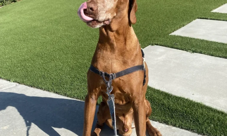 Tierarzt profelios Aachen Kleintierpraxis