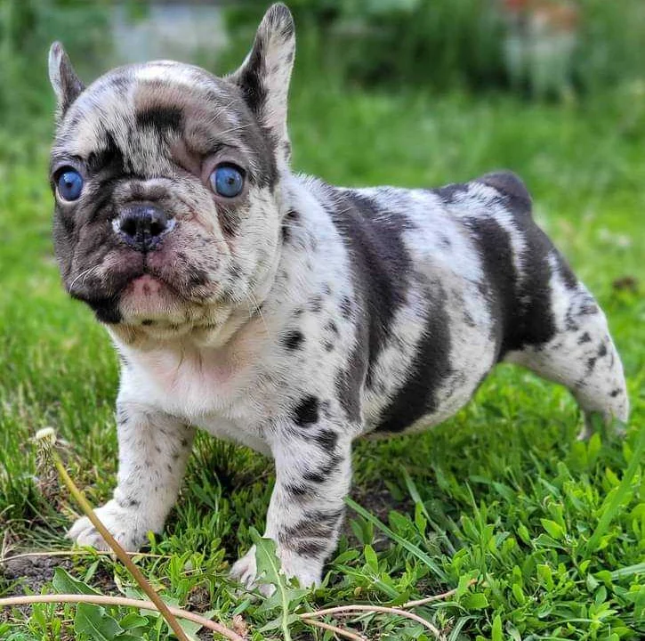 Tierarzt Schlüter Kiel, Tierarztpraxis Schlüter