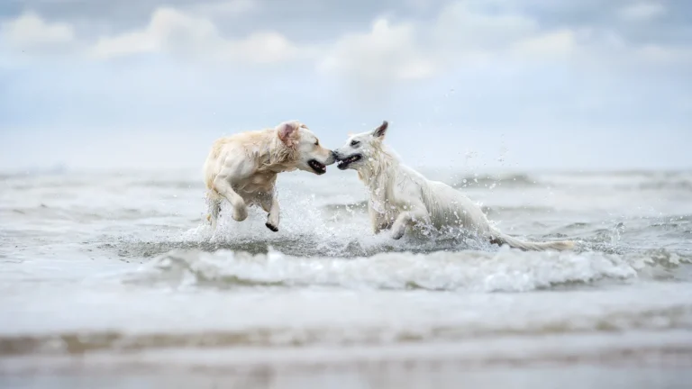 Tierarzt Schwerin, Kleintierzentrum Sieben Seen Schwerin