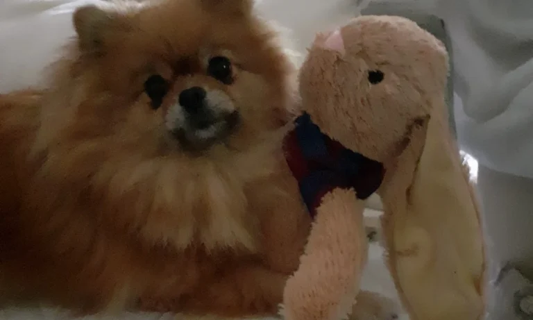 Tierarzt Schwerin, Kleintierzentrum Sieben Seen Schwerin