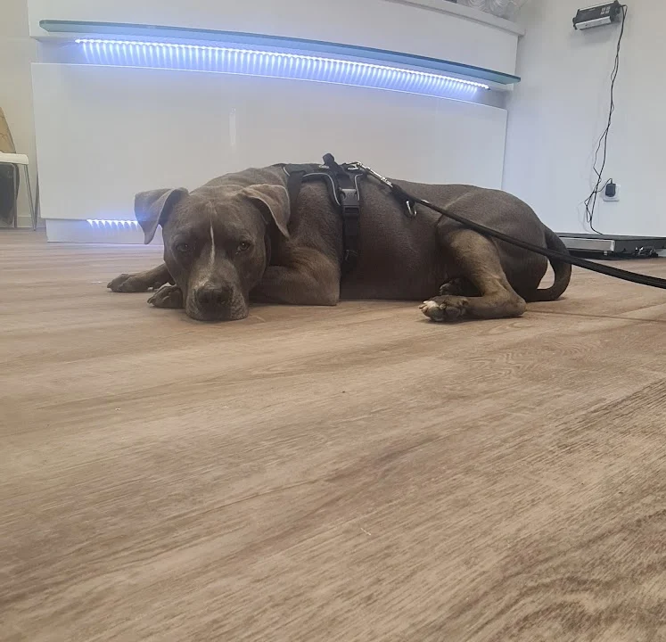 Tierarzt Stralsund Dr. Jozef Pataky