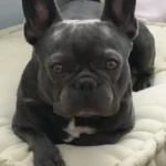 Tierarzt Verhaltenstherapie Hunde