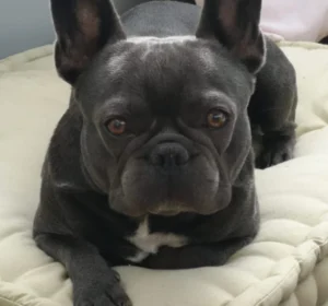 Tierarzt Verhaltenstherapie Hunde