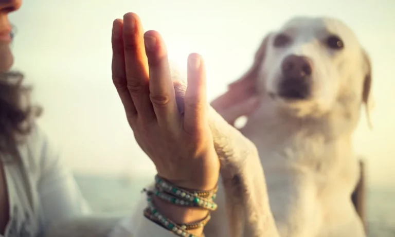 Tierarzt Verhaltenstherapie Hunde