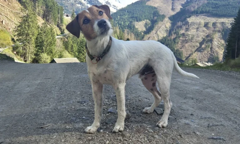 Tierarzt Verhaltenstherapie Hunde