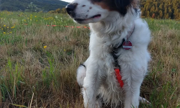 Tierarzt Verhaltenstherapie Hunde