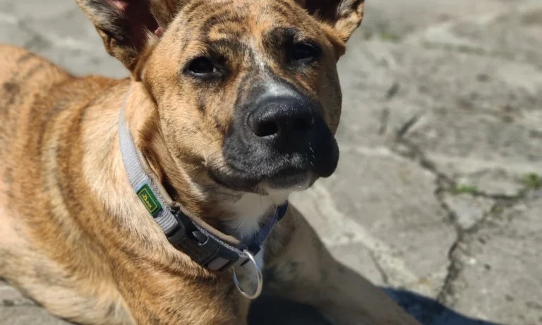 Tierarzt Verhaltenstherapie Hunde