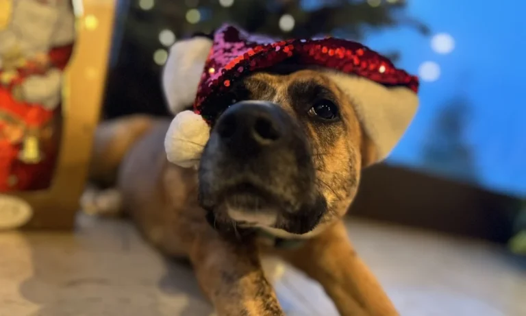 Tierarzt Verhaltenstherapie Hunde