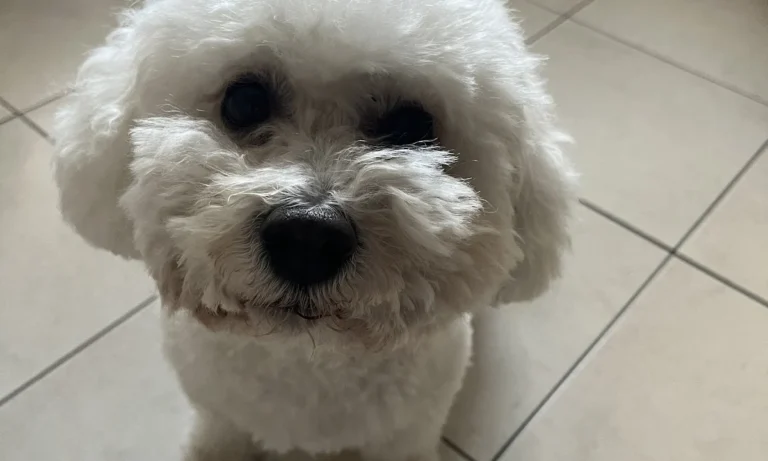 Tierarzt Verhaltenstherapie Hunde