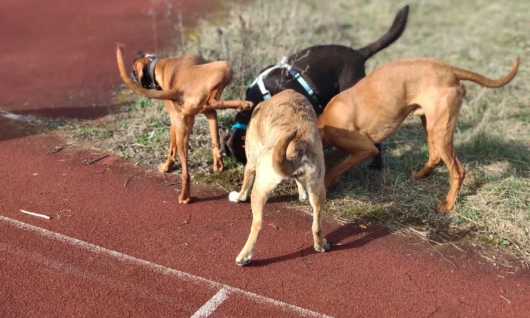 Tierarzt Verhaltenstherapie Hunde