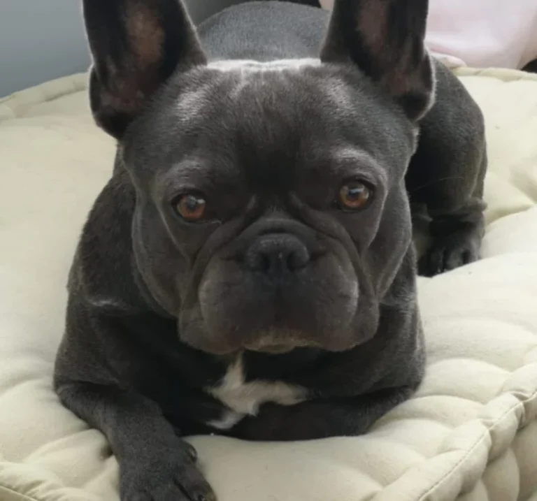 Tierarzt Verhaltenstherapie Hunde