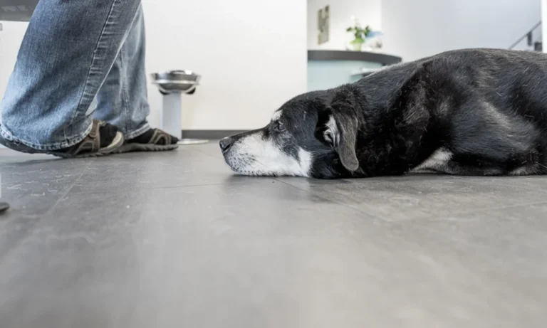 Tierarzt Villforth Heilbronn, Kleintierpraxis Dr. Yvonne Villforth