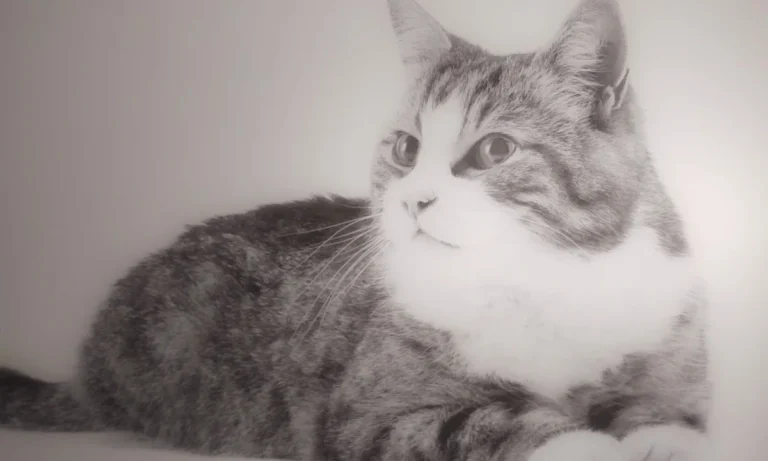 Tierärzte IVC Evidensia GmbH Tierärztezentrum Landshut