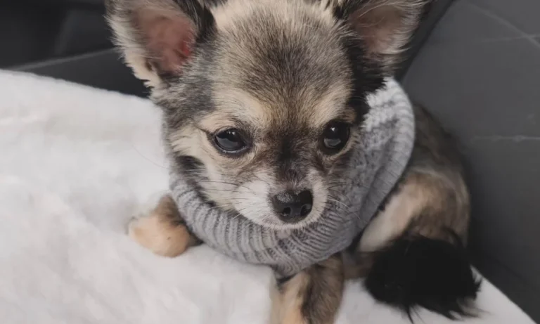 Tierärzte IVC Evidensia GmbH Tierärztezentrum Landshut