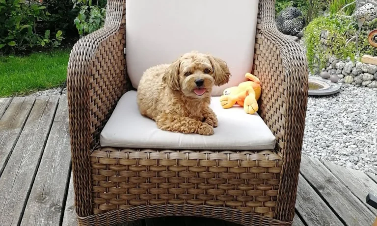 Tierärzte IVC Evidensia GmbH Tierärztezentrum Landshut