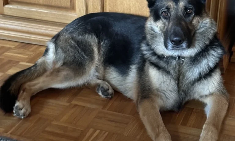 Tierärzte IVC Evidensia GmbH Tierärztezentrum Landshut