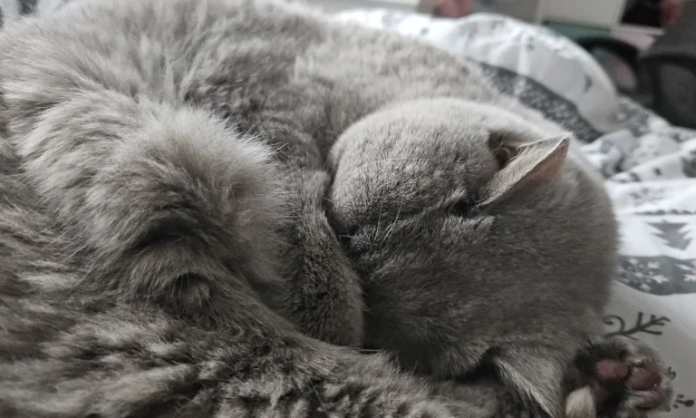 Tierärzte IVC Evidensia GmbH Tierärztezentrum Landshut