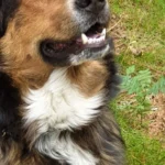 Tierärzte IVC Evidensia GmbH Tiergesundheitszentrum Schwerin-Neumühle