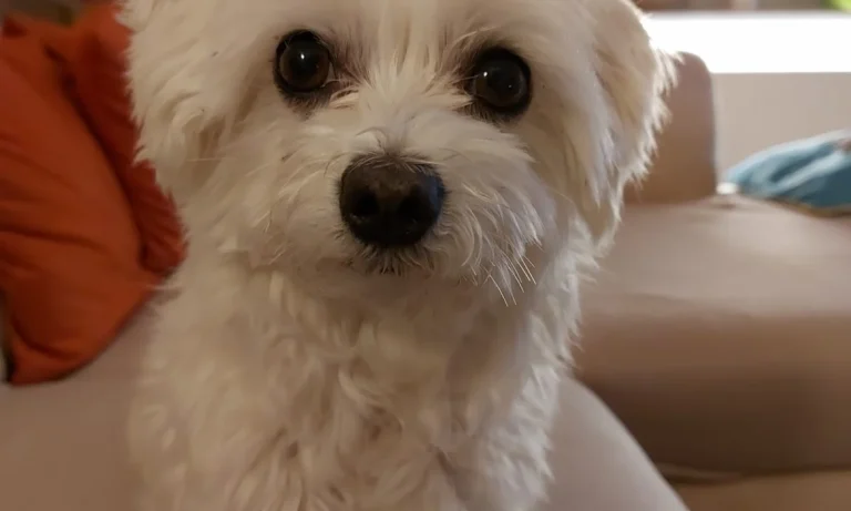 Tierärzte IVC Evidensia GmbH Tiergesundheitszentrum Schwerin-Neumühle