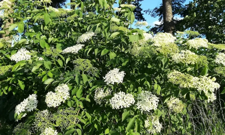 Tierärzte IVC Evidensia GmbH Tiergesundheitszentrum Schwerin-Neumühle