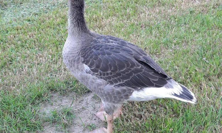 Tierärzte IVC Evidensia GmbH Tiergesundheitszentrum Schwerin-Neumühle