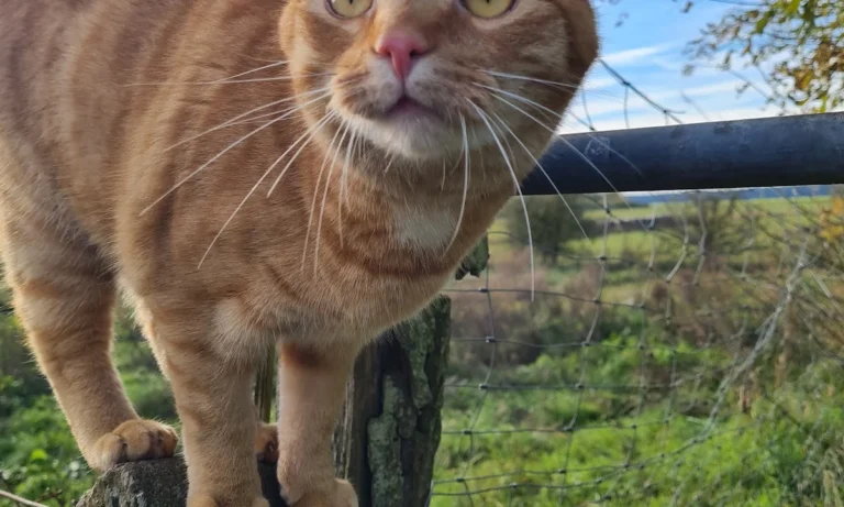 Tierärzte IVC Evidensia GmbH Tiergesundheitszentrum Schwerin-Neumühle