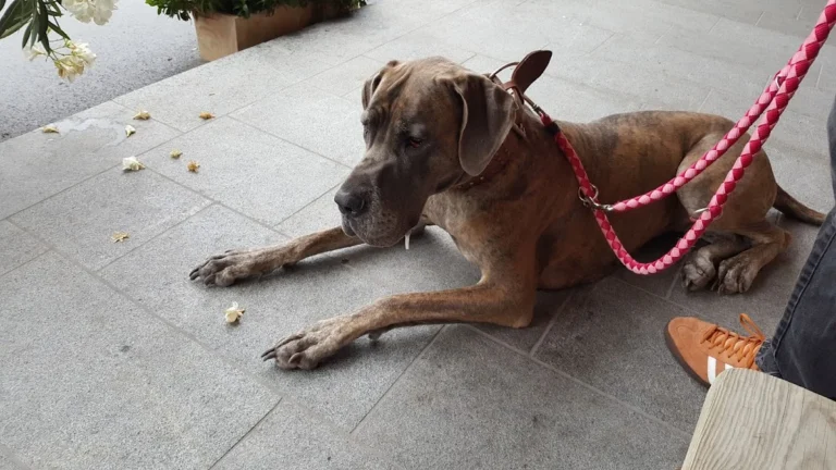 Tierärzte IVC Evidensia GmbH Tiergesundheitszentrum Schwerin-Neumühle