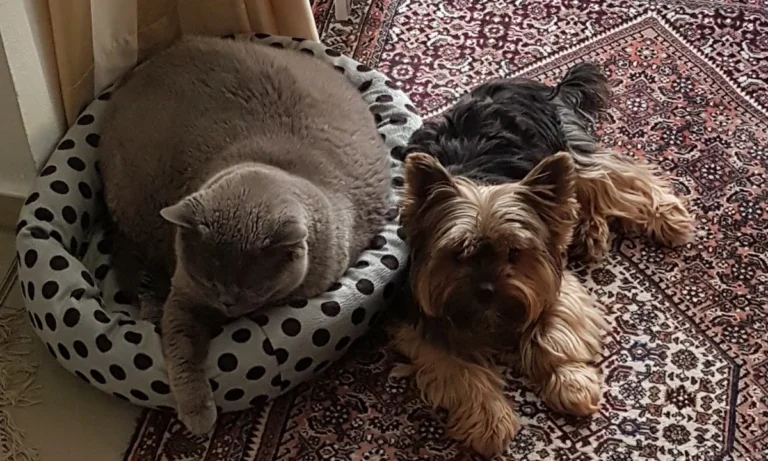 Tierärzte IVC Evidensia GmbH Tiergesundheitszentrum Schwerin-Neumühle