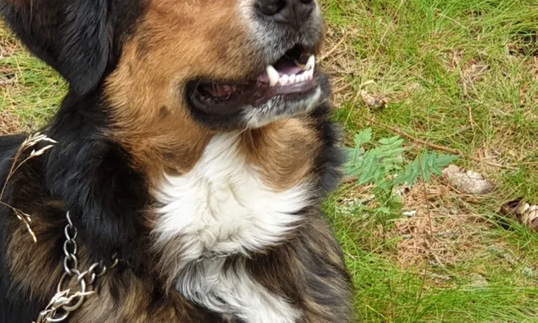 Tierärzte IVC Evidensia GmbH Tiergesundheitszentrum Schwerin-Neumühle