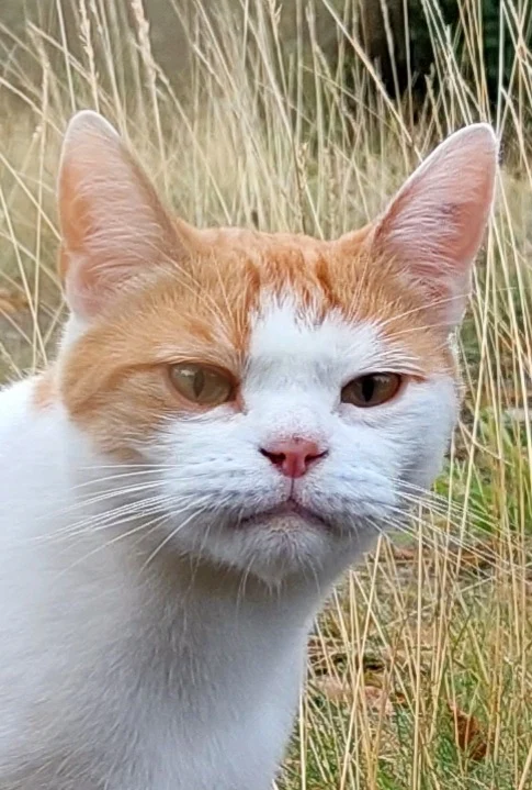 Tierärzte IVC Evidensia GmbH Tiergesundheitszentrum Schwerin-Neumühle