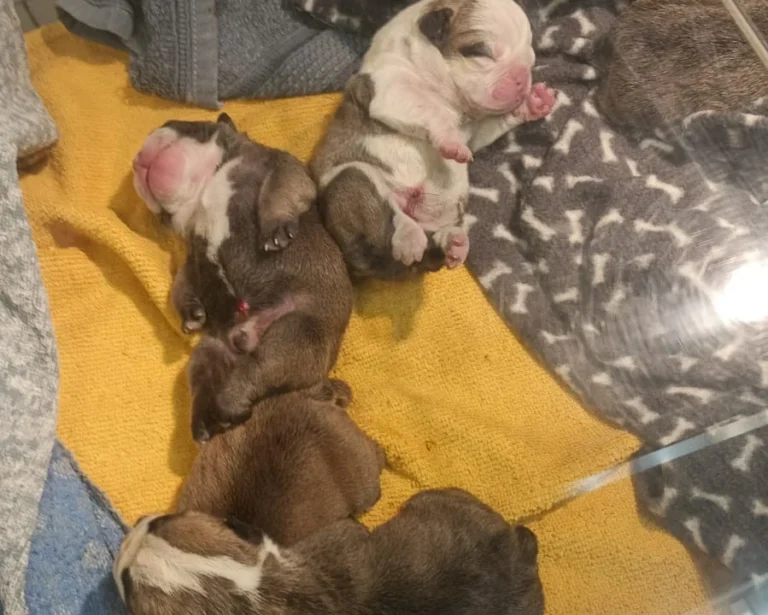 Tierärzte IVC Evidensia GmbH Tiergesundheitszentrum Schwerin-Neumühle