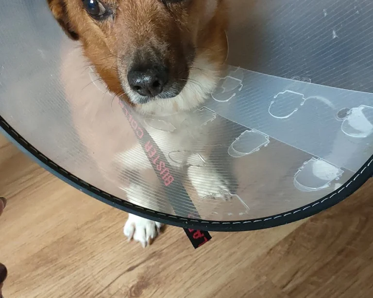 Tierärztehaus Darmstadt A. Kasperczyk & Dr. N. Wunderlin GbR