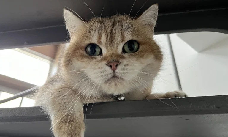 Tierärztin Astrid Ritter