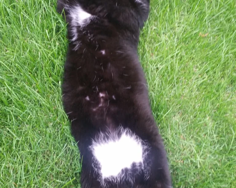 Tierärztin Astrid Ritter