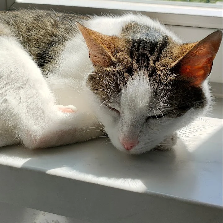 Tierarzt Tierärztin Astrid Ritter Dresden