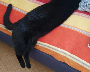 Tierärztin Dr. Johanna Prem