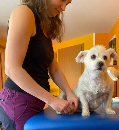 Tierärztin Dr. Sandra Geiger - Tierphysio