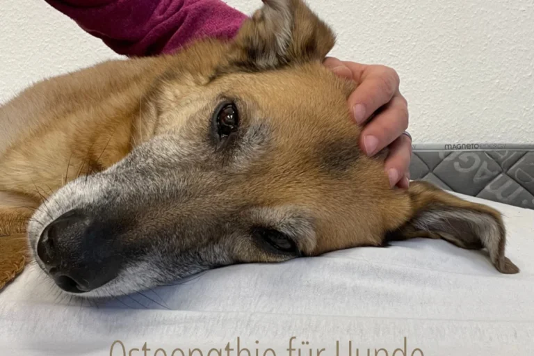 Tierärztin für Chiropraktik, Osteopathie, Rehapraxis für Tiere