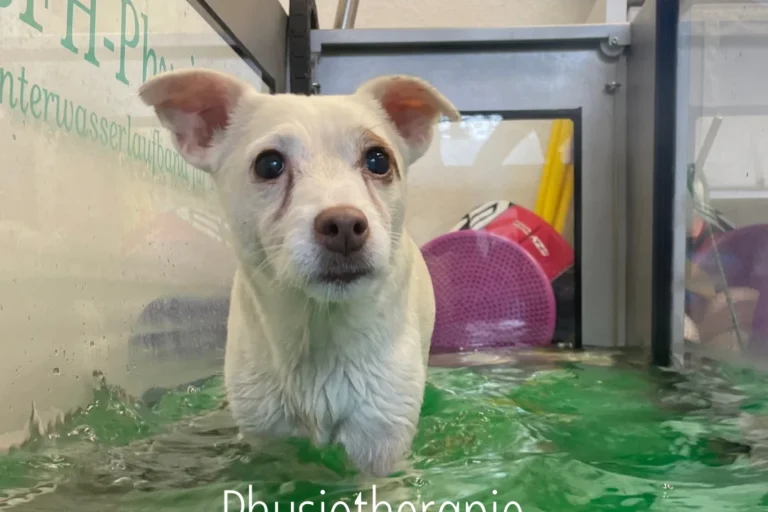 Tierärztin für Chiropraktik, Osteopathie, Rehapraxis für Tiere