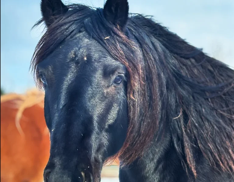 Tierärztin für Chiropraktik, Osteopathie, Rehapraxis für Tiere