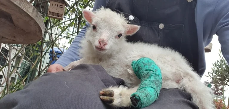 Tierärztin K. Osterland