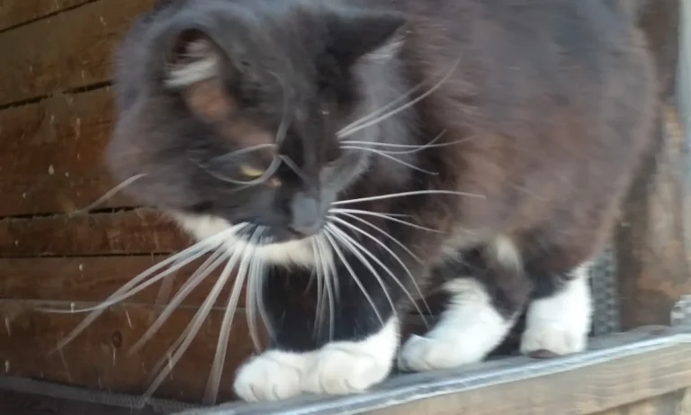 Tierärztin K. Osterland