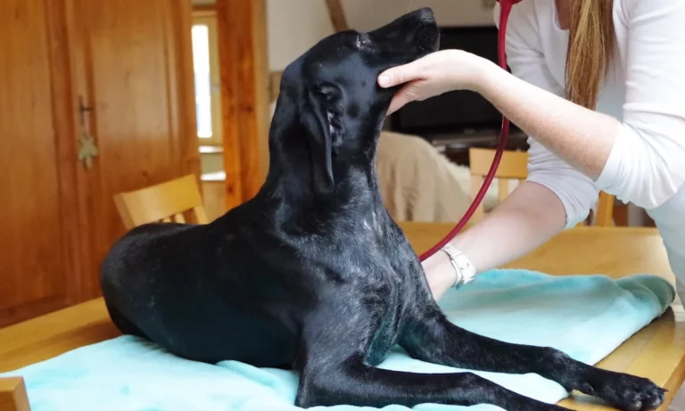 Tierärztin Svea Lucas