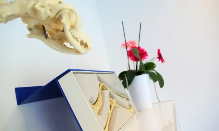 Tierärztin Svea Lucas